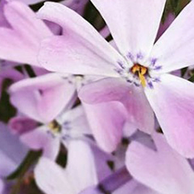 Quelques histoires d’amour